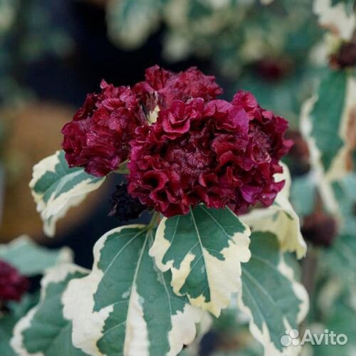 Гибискус древовидный пестролистный