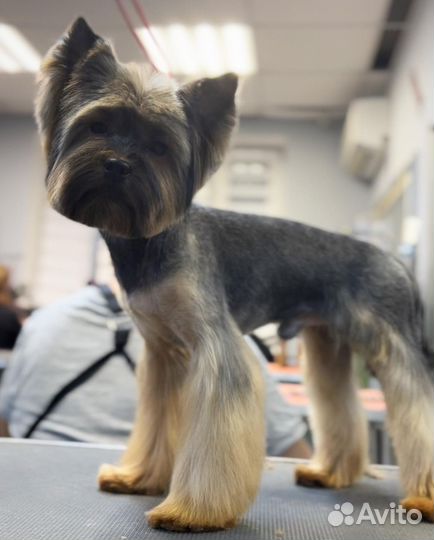 Стрижка собак бесплатно