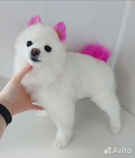 Стрижка кошек и собак