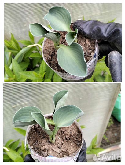 Цветы(растения) для сада