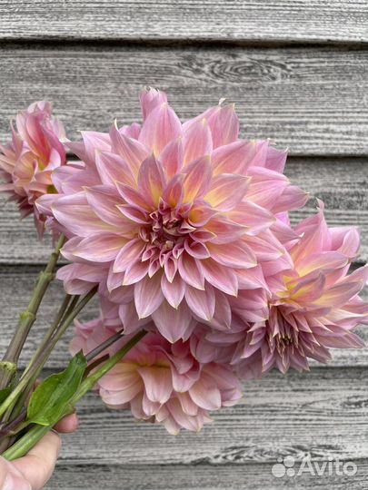 Георгины корни