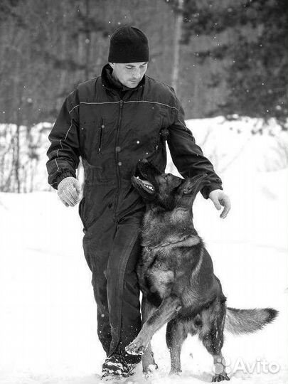 Дрессировка и обучение собак кинолог