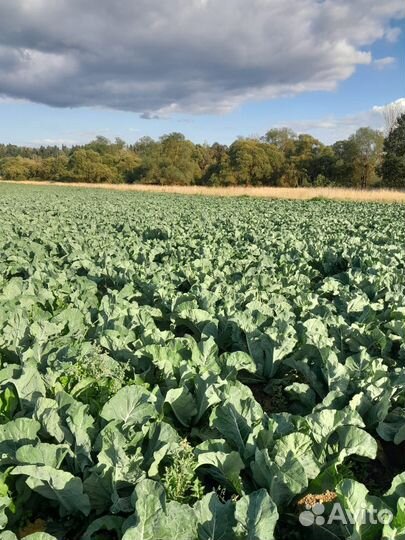 Цветная капуста. Титрикс