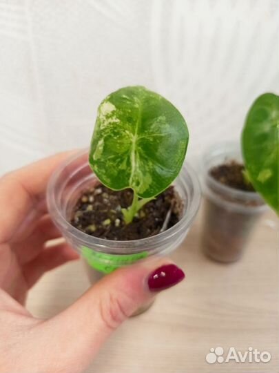 Алоказия фрайдек вариегатная