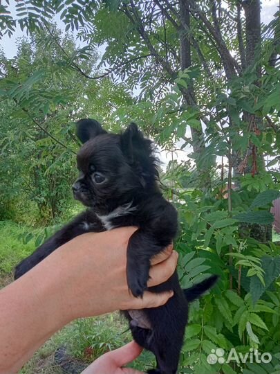 Д / ш мальчик Чихуа