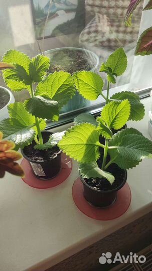 Мята домашняя