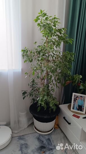 Фикус бенджамина