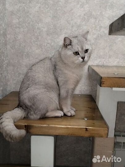 Котята-метисы