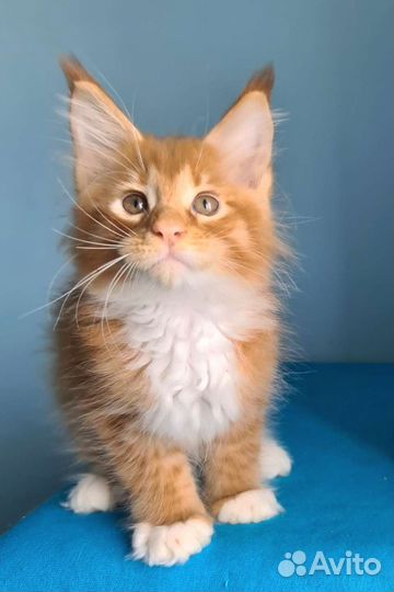 Малыш Мейн-кун