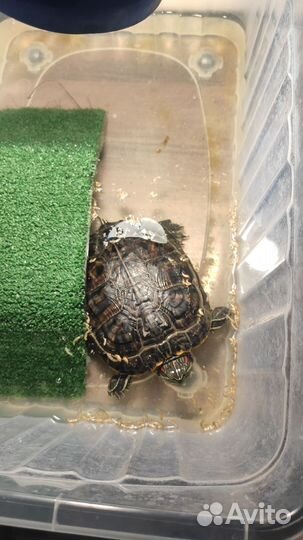 Красноухая черепаха бесплатно