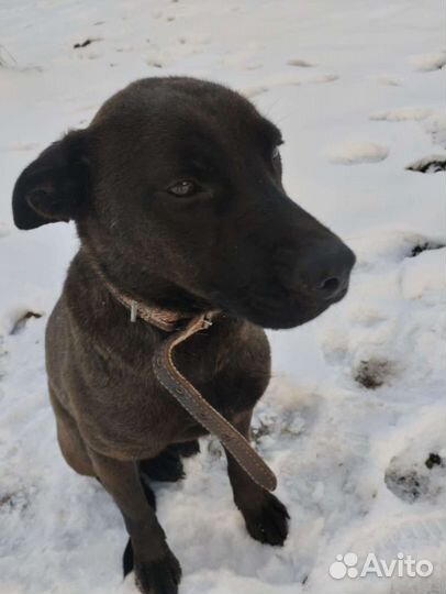 Ласковая девочка Багира ищет дом