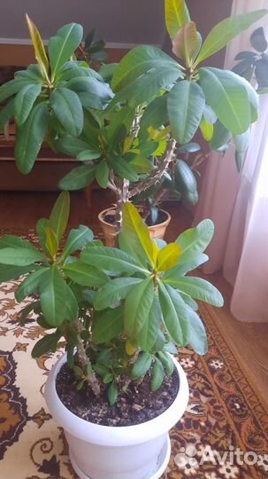 Комнатные растения цветы