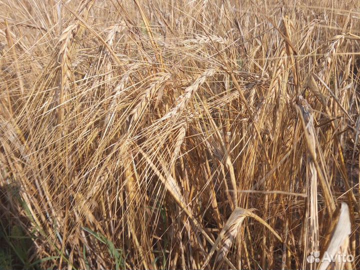 Зерно ячмень