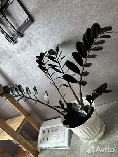 Замиокулькас черный равен