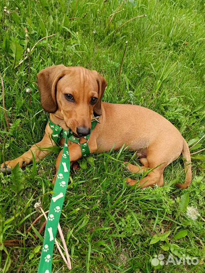 Щенок таксы