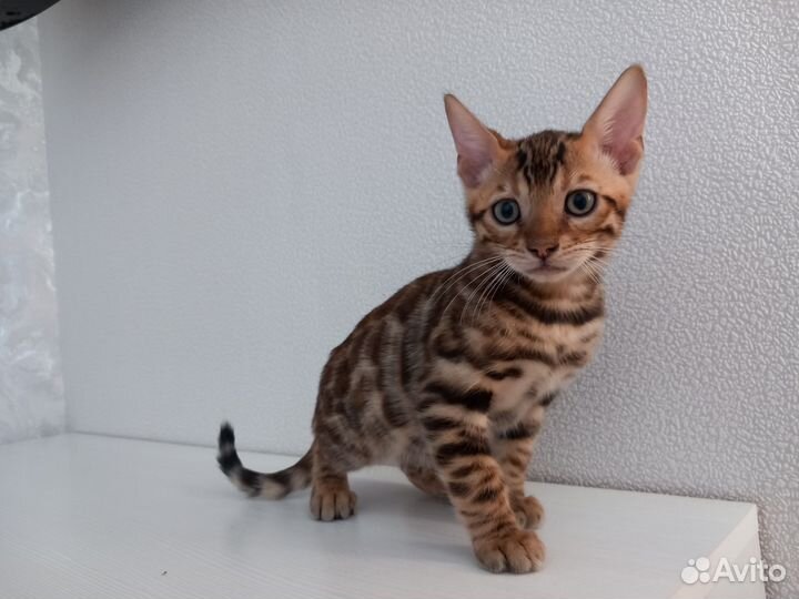 Бенгальская