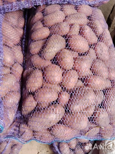 Продам картофель оптом