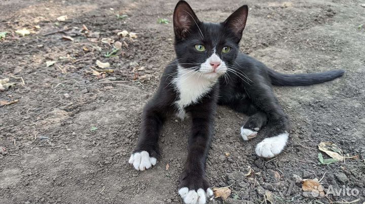 Кот в добрые руки