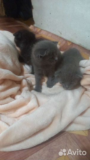 Кошки вислоухие