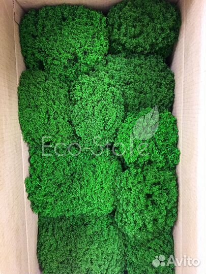 Королевский ягель классический