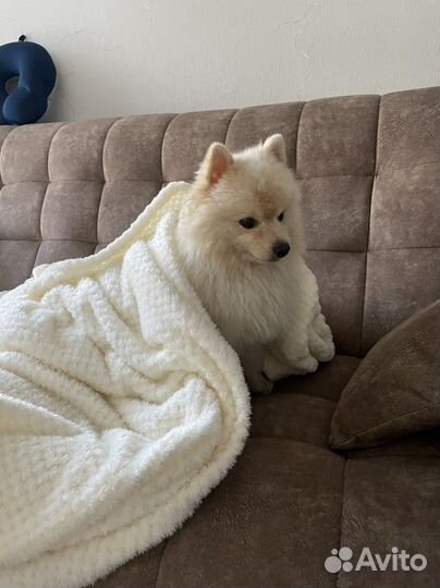 Плед бежевый пушистый 200х220