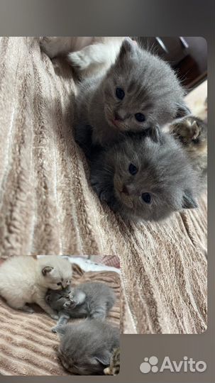 Шотландская вислоухая