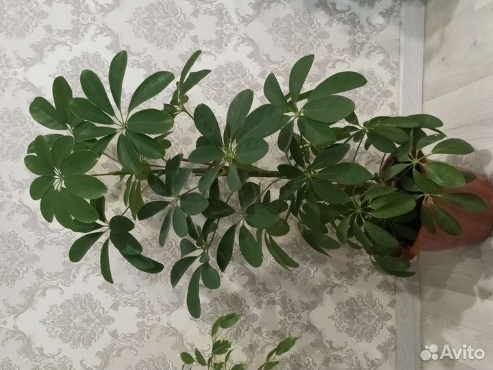 Шефлера, фикус Бенджамина