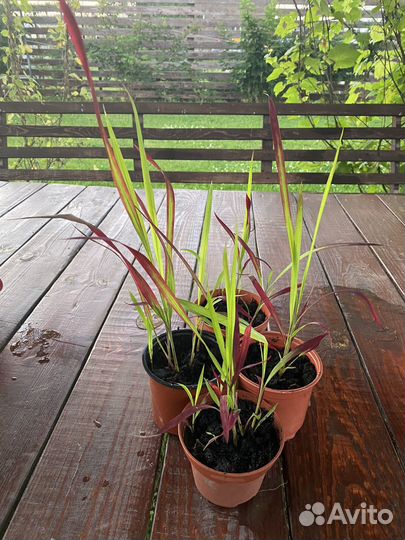 Саженци: Императа цилиндрическая Ред барон