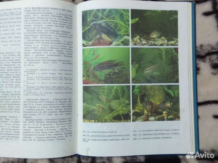 Книга Экзотические рыбы