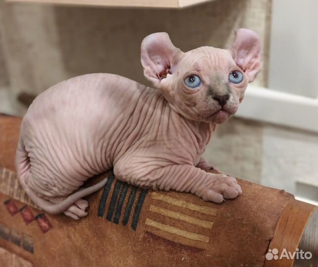 Сфинкс эльф котенок