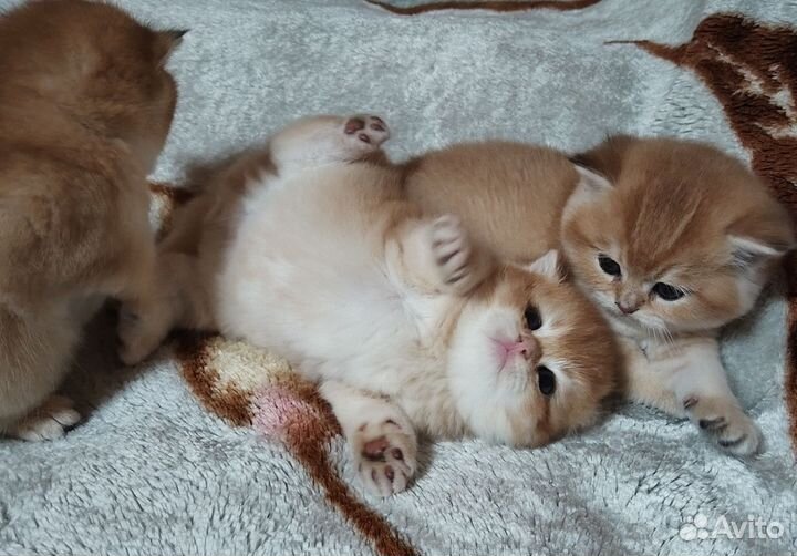 Три британочки