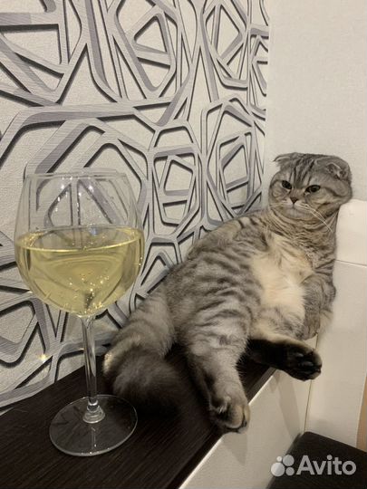 Шотландский кот вязка