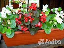 Рассада вечноцветущей бегонии