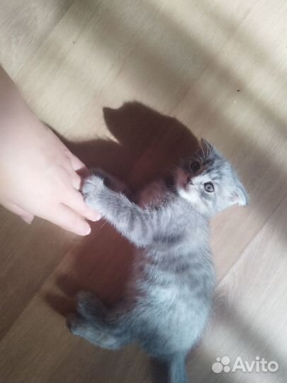 Домашние животные кошки
