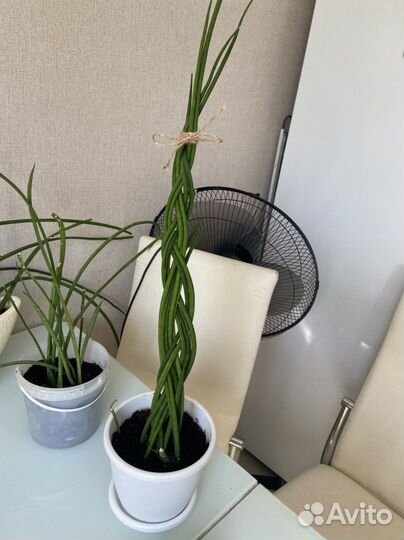 Сансевиерия в горшке