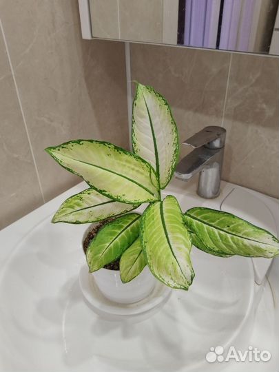 Диффенбахия камилла