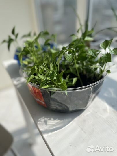 Рассада сладкого перца