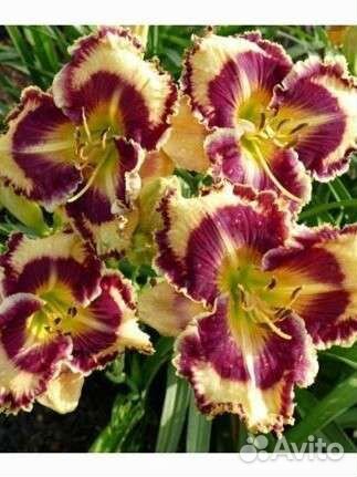 Лилейники сортовые