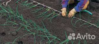 Рассада лук Эксибишен