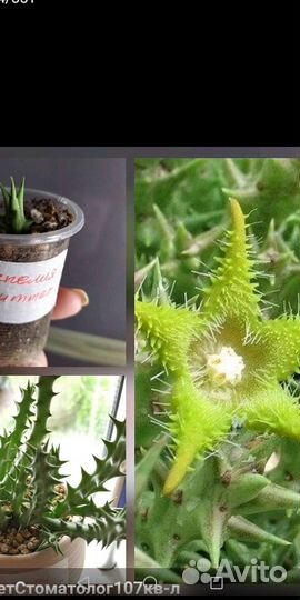 Суккуленты и Сансы Сортовые Часть 2