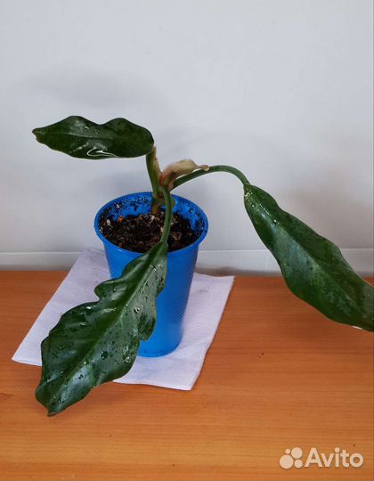 Комнатные растения сортовые