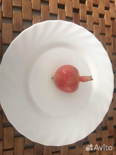 Гранат комнатный