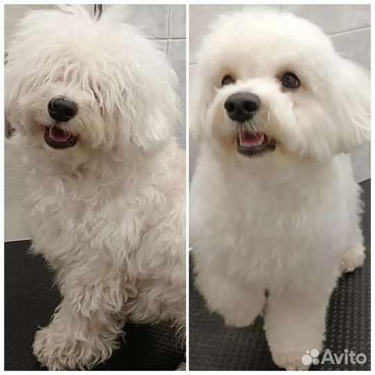 Груминг. Стрижка собак