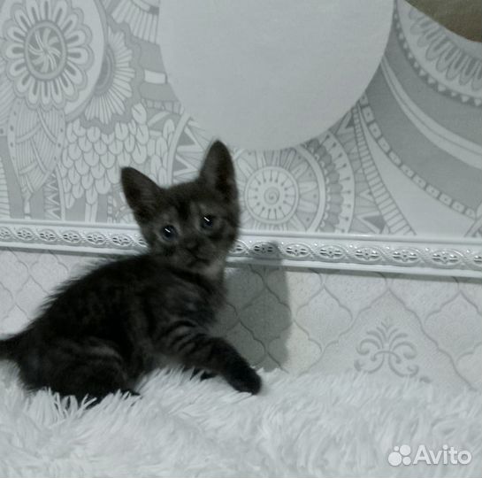 Кошка в дар