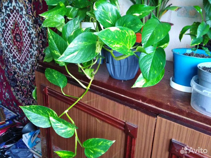 Сциндапсус (эпипремнум)