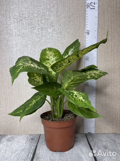 Диффенбахия комнатные цветы