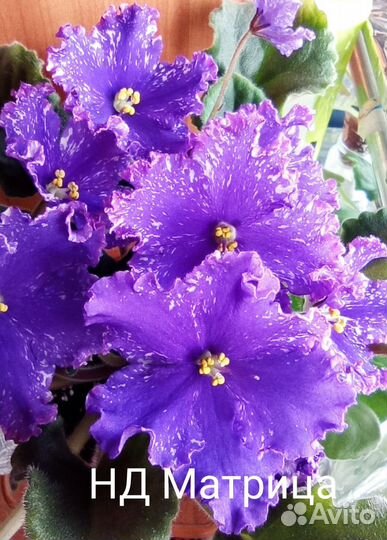 Фиалки сортовые, укоренённые листы, от 25 р