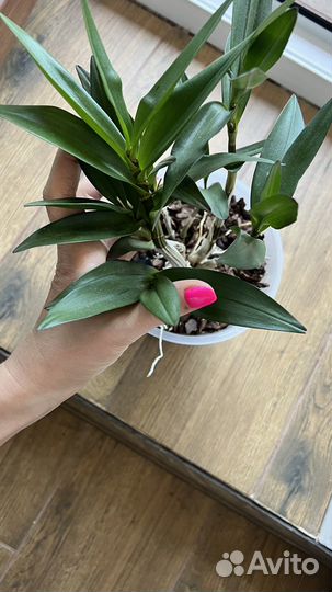 Дендробиум Берри ода