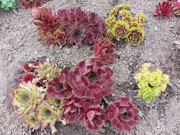 Молодило (каменная роза)