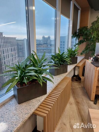 Комплексное озеленение офиса